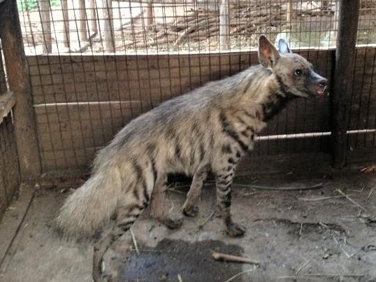 Treatment and release of striped Hyena