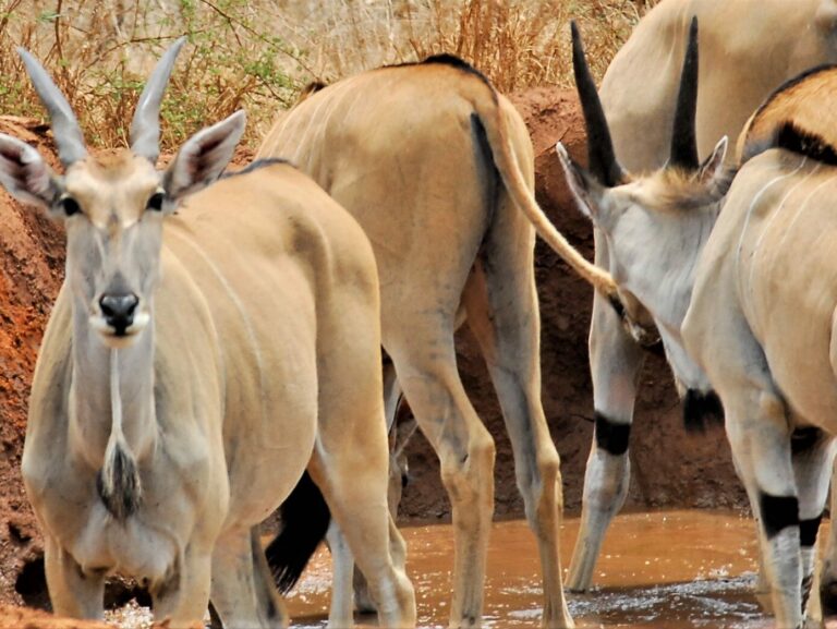 Field mission – Eland Rescue