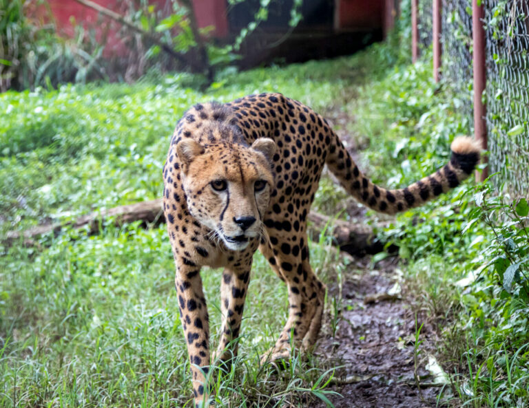 Cheetah Handsome