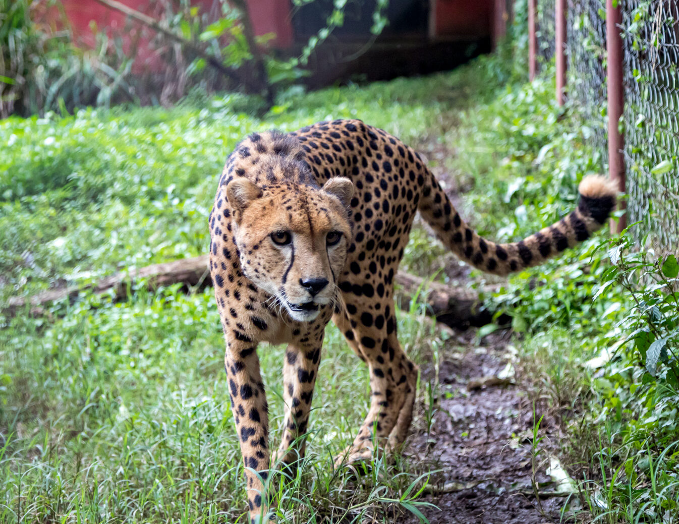 Cheetah Handsome › Kilimanjaro Animal Center