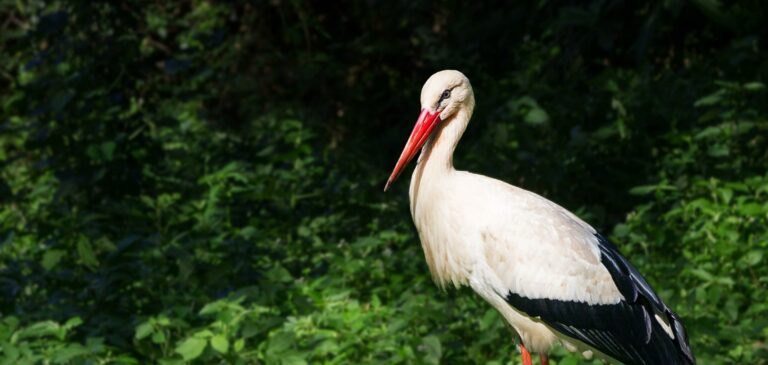 White Stork Korongo