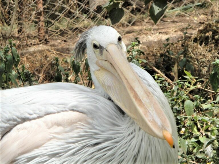 Pink-backed Pelican Mdomo