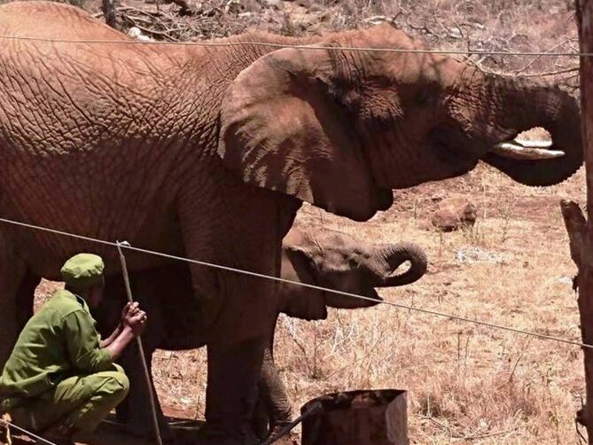 Rescuing baby elephant, Ndarakwai