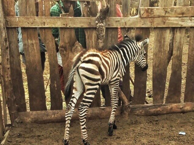 Zebra rescue, Lerangwa