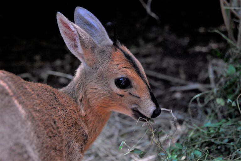 Common Duiker Bambi