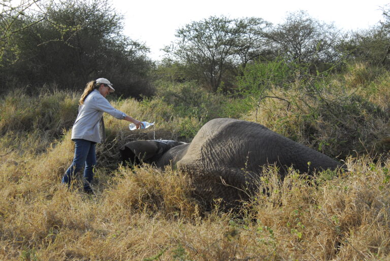 Field mission – treating wild elephant