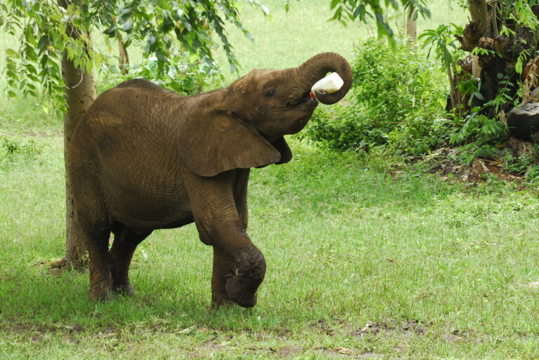 Elephant Burigi