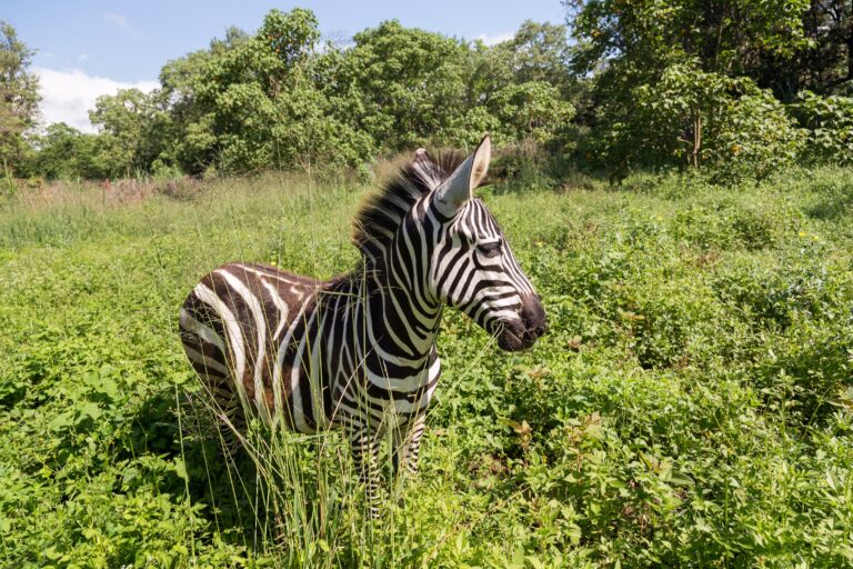 Plains Zebra Furaha
