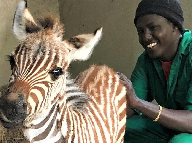 Zebra rescue, Kwanza