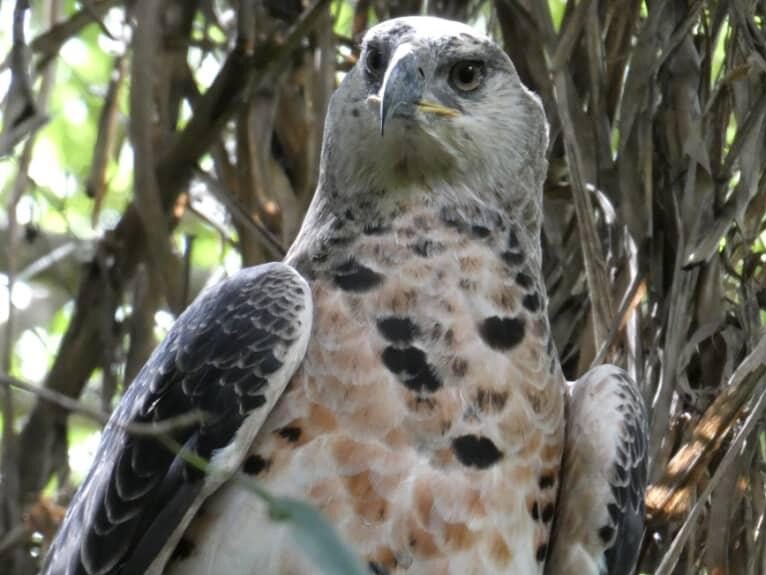 African Crowned Eagle Aura