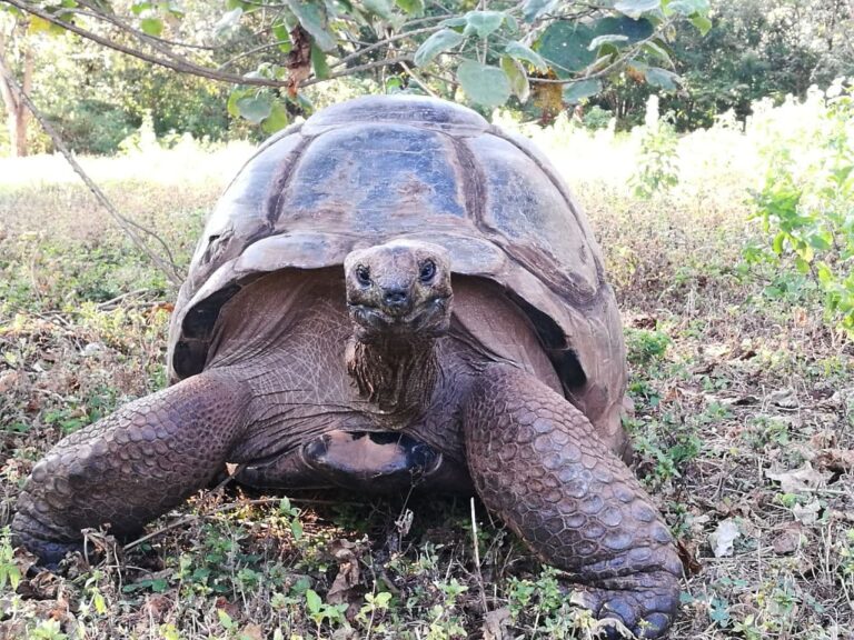Giant Aldabra tortoise Tom