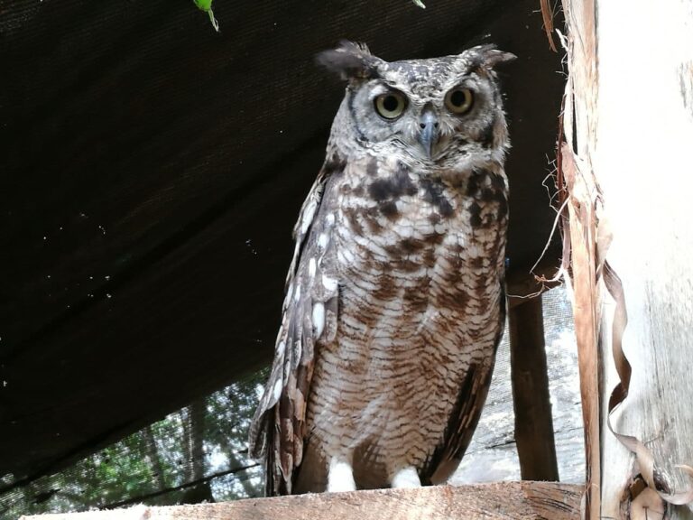 Spotted Eagle Owl Kassandra