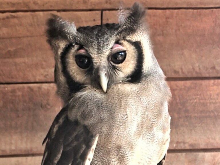 Verreaux Eagle Owl Panya