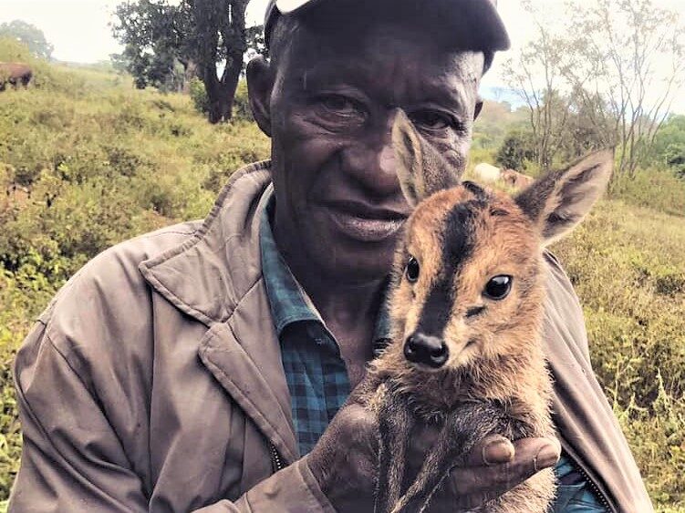 Duiker rescue, Bambi