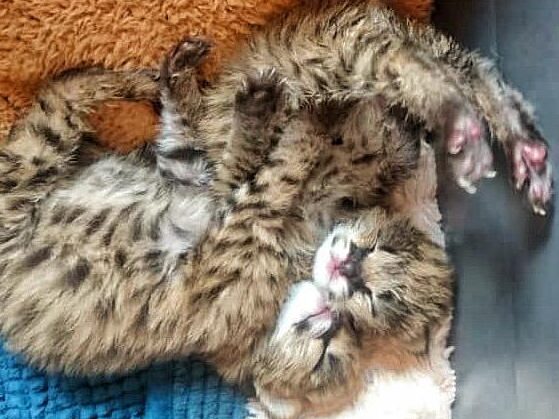 Rescue of Serval cat kittens, Tom and Jerry