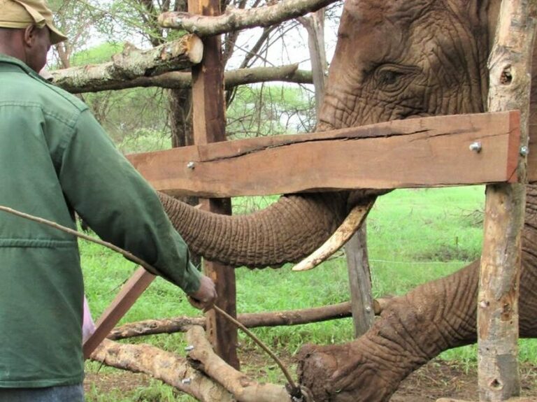 Training elephants for medical care
