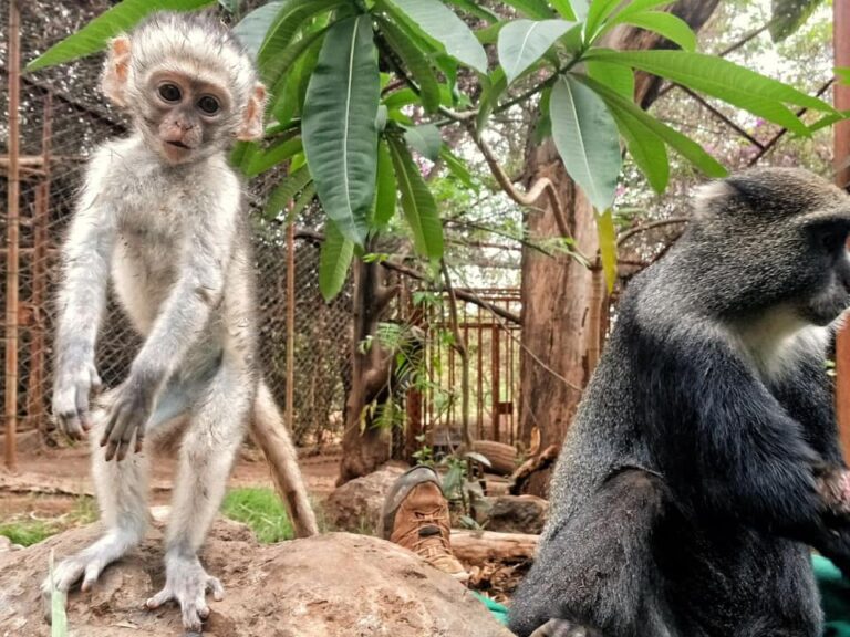 Vervet Monkey Bahati