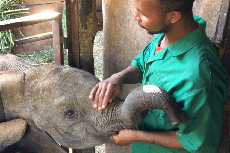 Update on Meing’ataki, the new member of the elephant herd