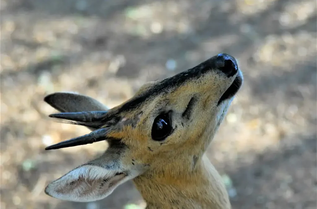 Common Duiker Felix